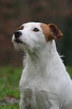 PARSON RUSSEL TERRIER 277